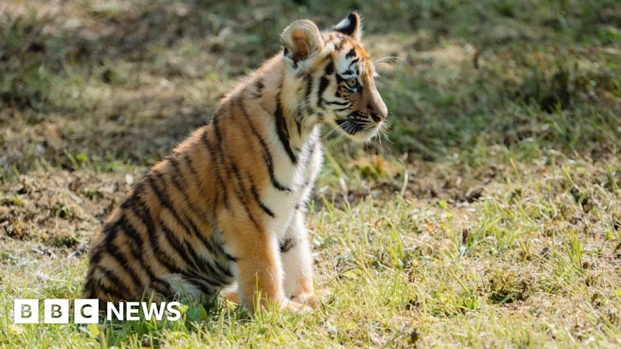 Amur tiger cubs begin exploring their Longleat Safari Park home