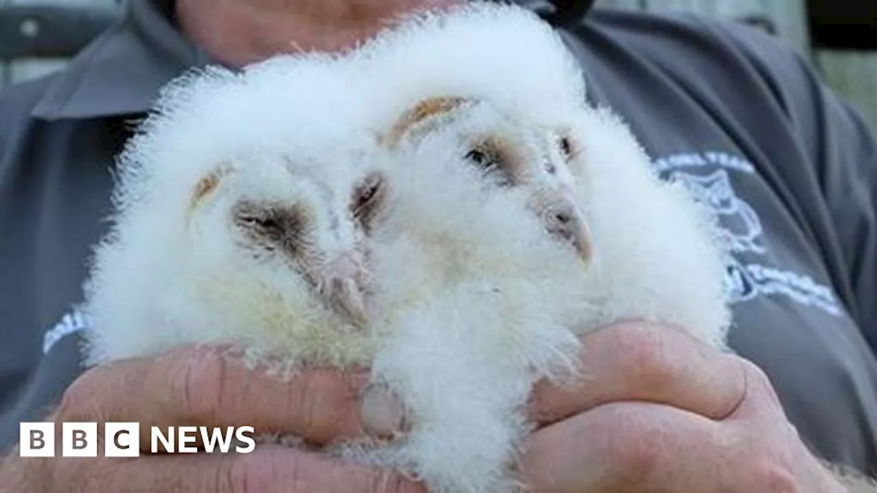 Howardian Hills: First barn owl chicks hatch in conservation scheme