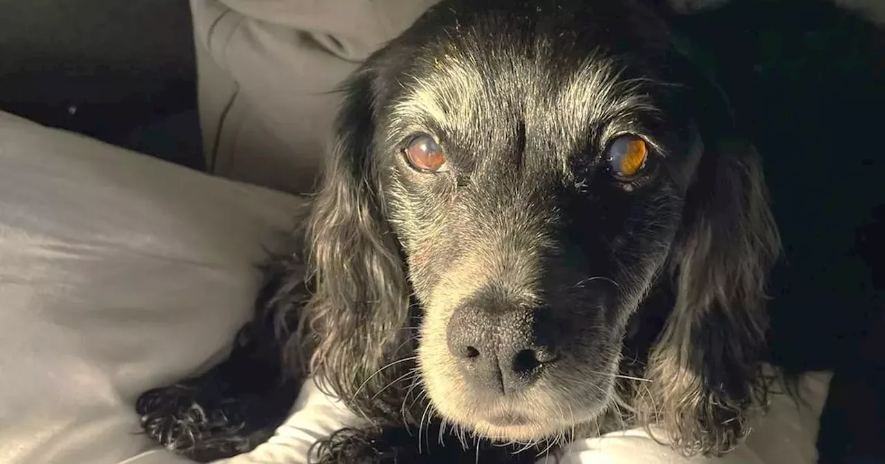 Elderly rescue dog lost in South Belfast is partially blind and deaf