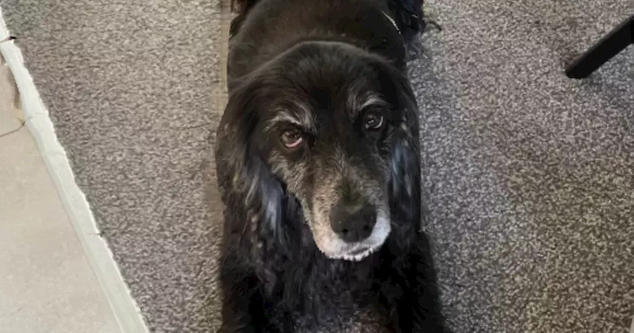 Watch: Reunion of elderly dog Bella missing for 24 hours and her relieved owner