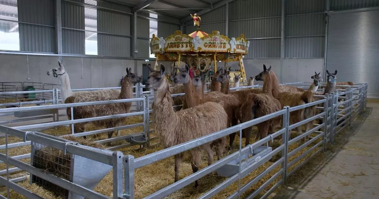 We visited the new NI Llama experience where you can get up close and personal