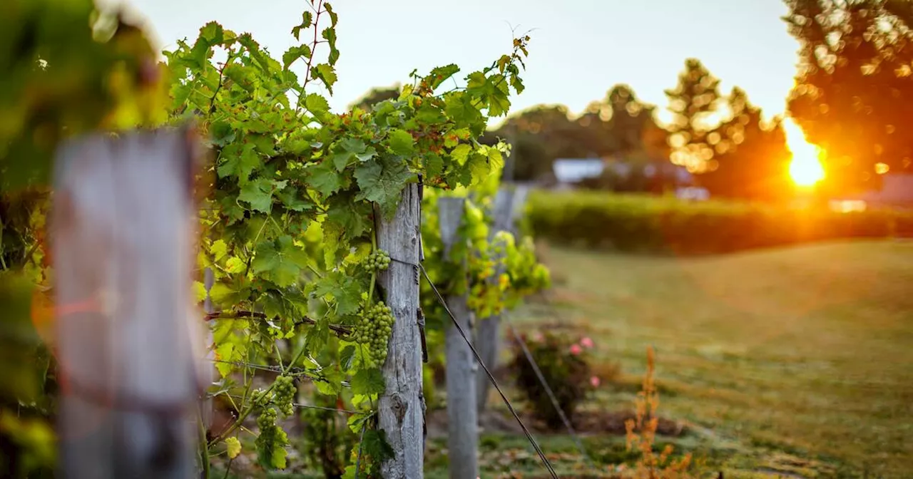 Here's which Ontario wine you should try this summer based on your personality