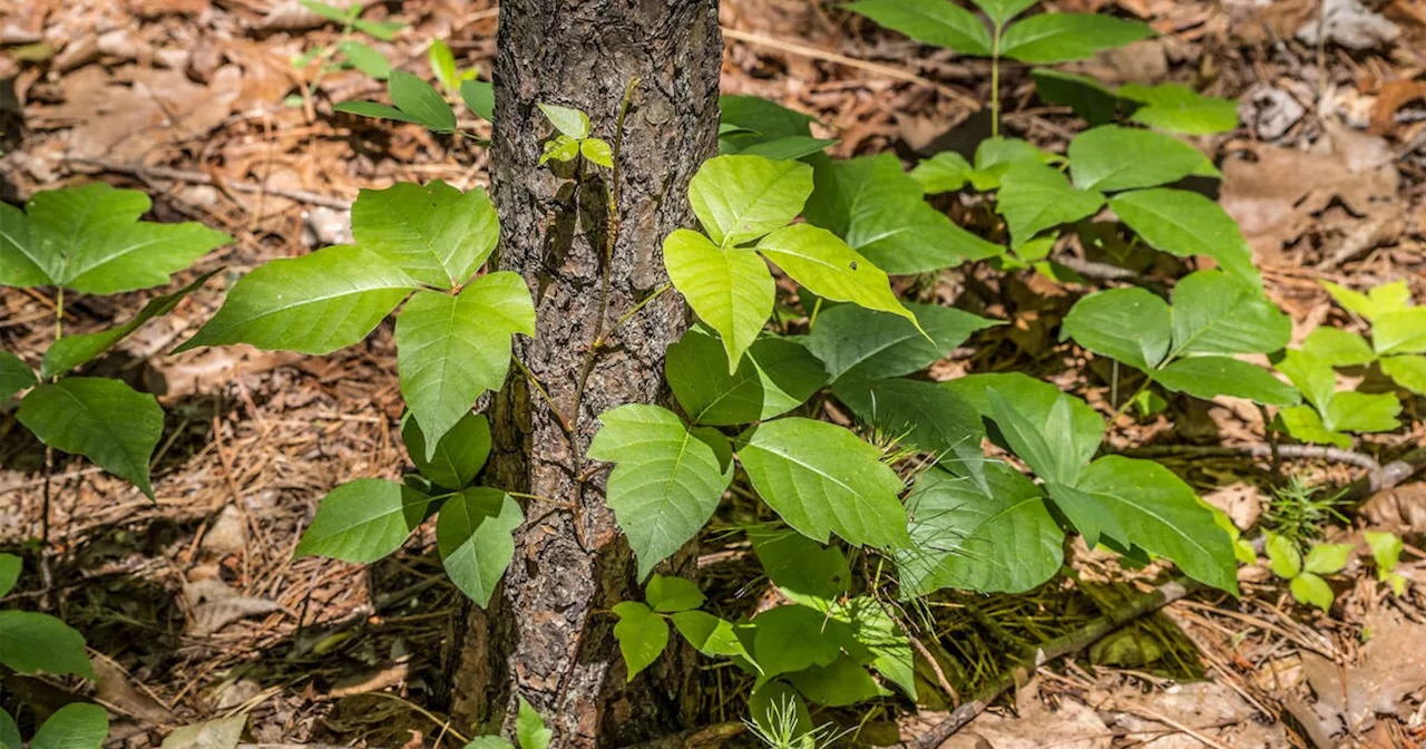 Popular Ontario provincial park is totally overrun with poison ivy this year