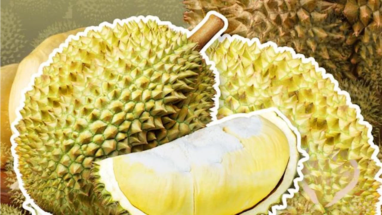 Ekspor Durian RI Tembus Rp 811 Juta, 2 Negara Ini Jadi Pembeli Utama