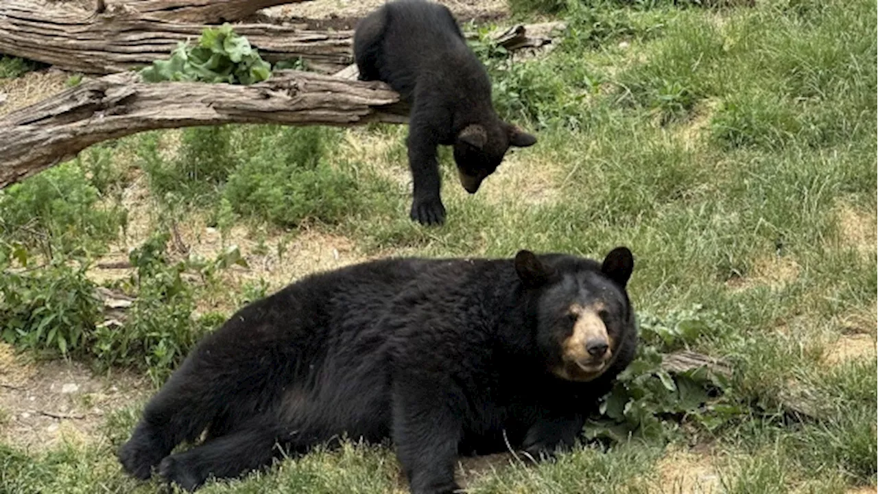 Marineland ordered to pay $85k after 3 bears kept in cramped quarters