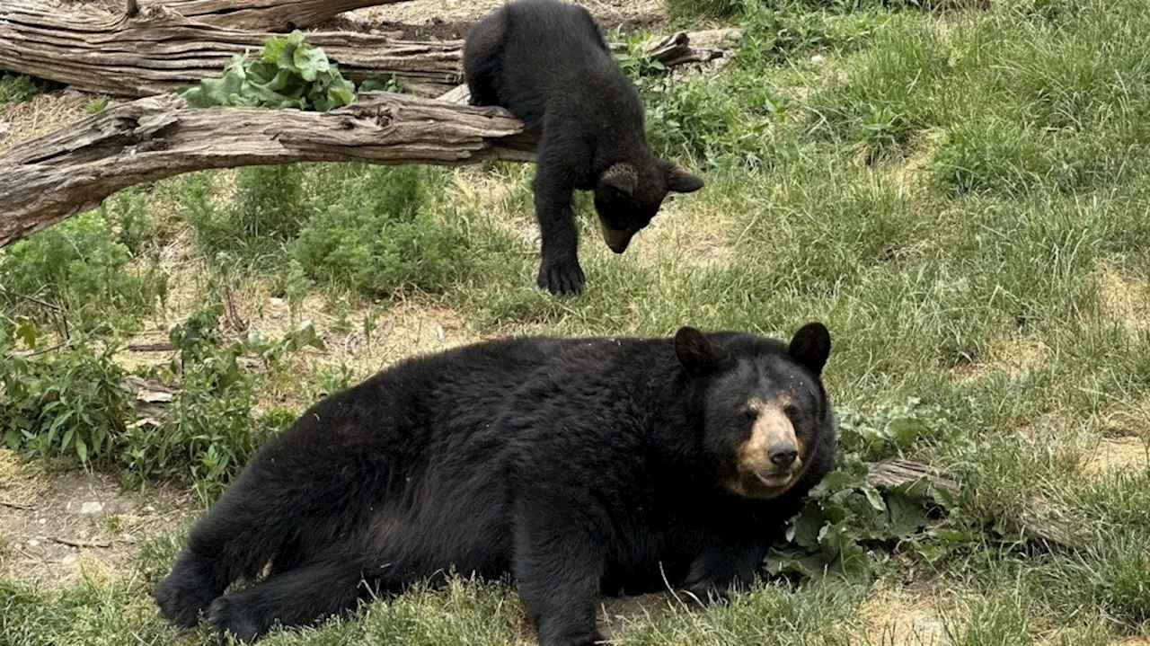 Marineland ordered to pay $85K after 3 bears kept in cramped quarters for months