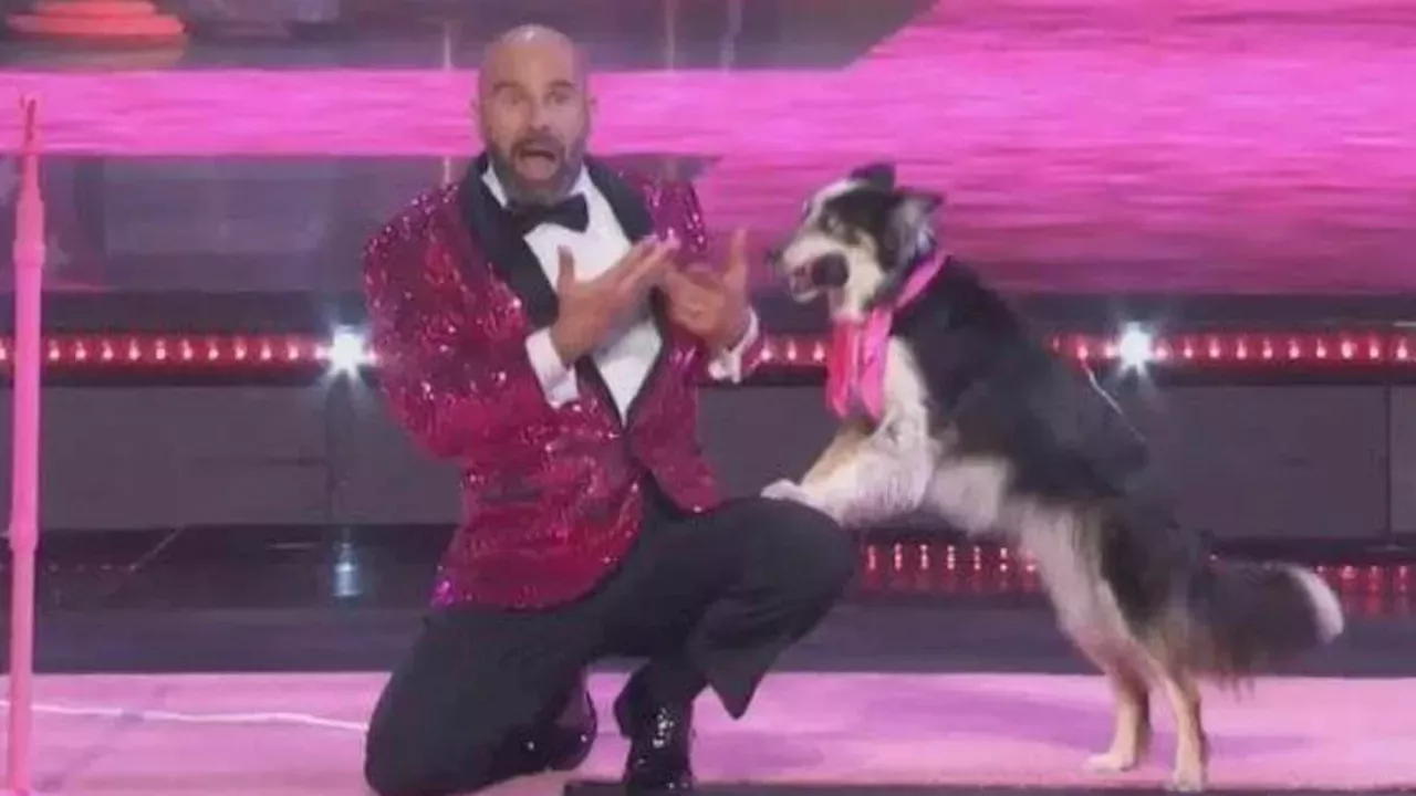 America's Got Talent Adrian Stoica and dog Hurricane return