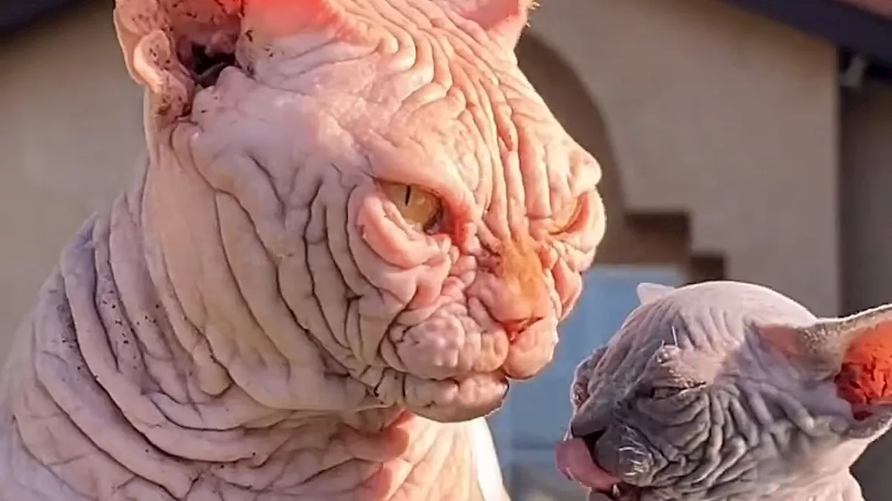 Rise of the XL Bully CAT: Warning over hairless felines with 'exaggerated' features that are being...