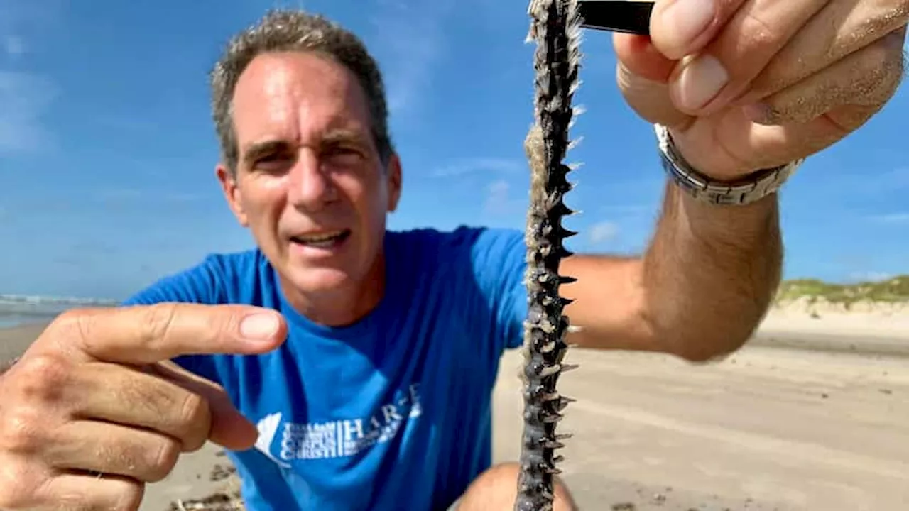 Beware: Stinging bearded fireworms washing up on Texas beaches