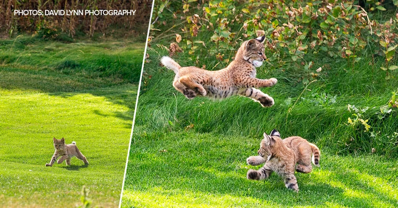 Bobcat kittens adorably steal golf balls from a Colorado course in these must-see photos