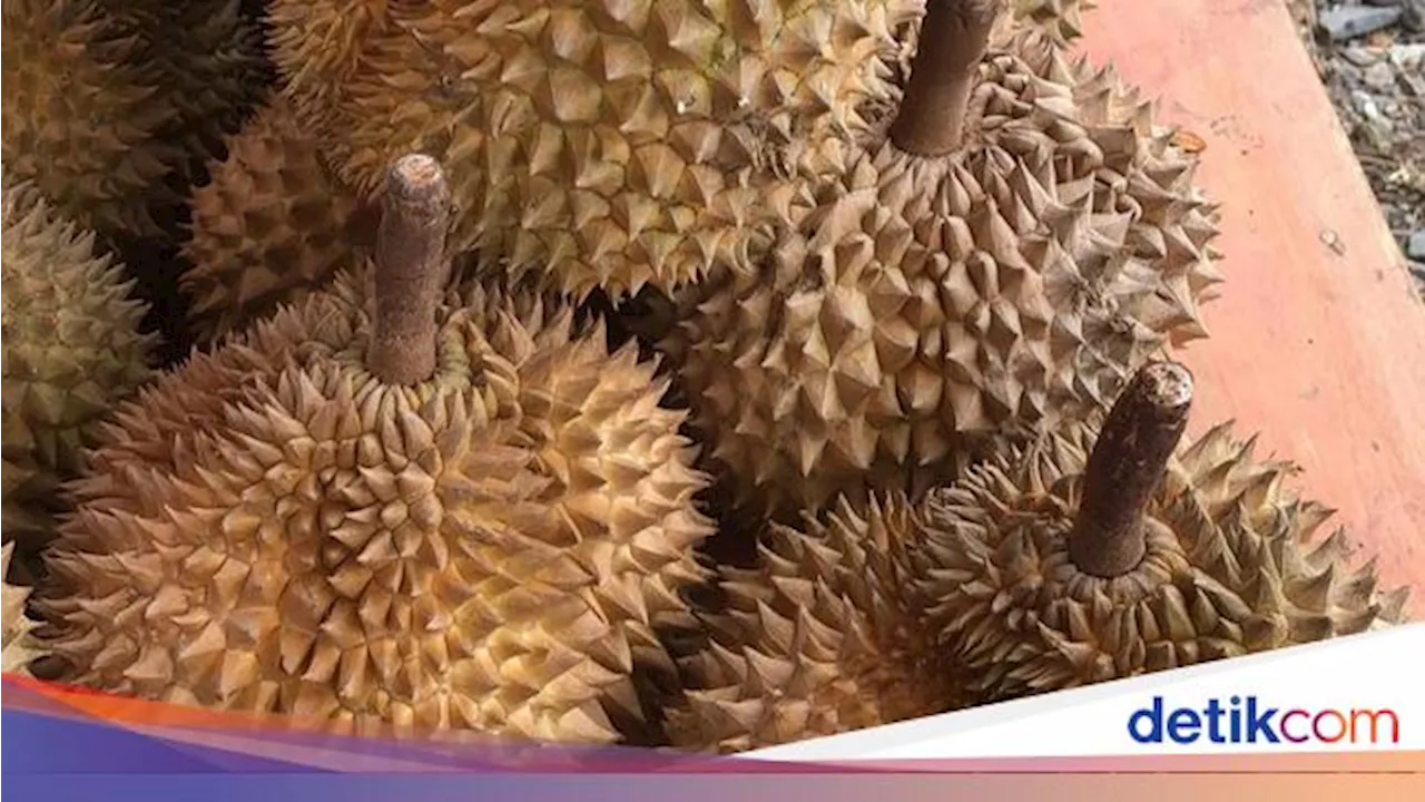 Sempat Dibahas Luhut, Ekspor Durian RI Tembus Rp 815 Juta