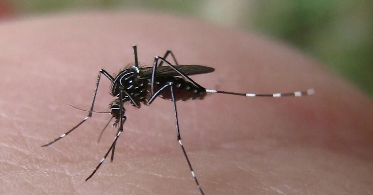 West Nile, morto un 78enne nel Ravennate: quattro i decessi in Italia da maggio