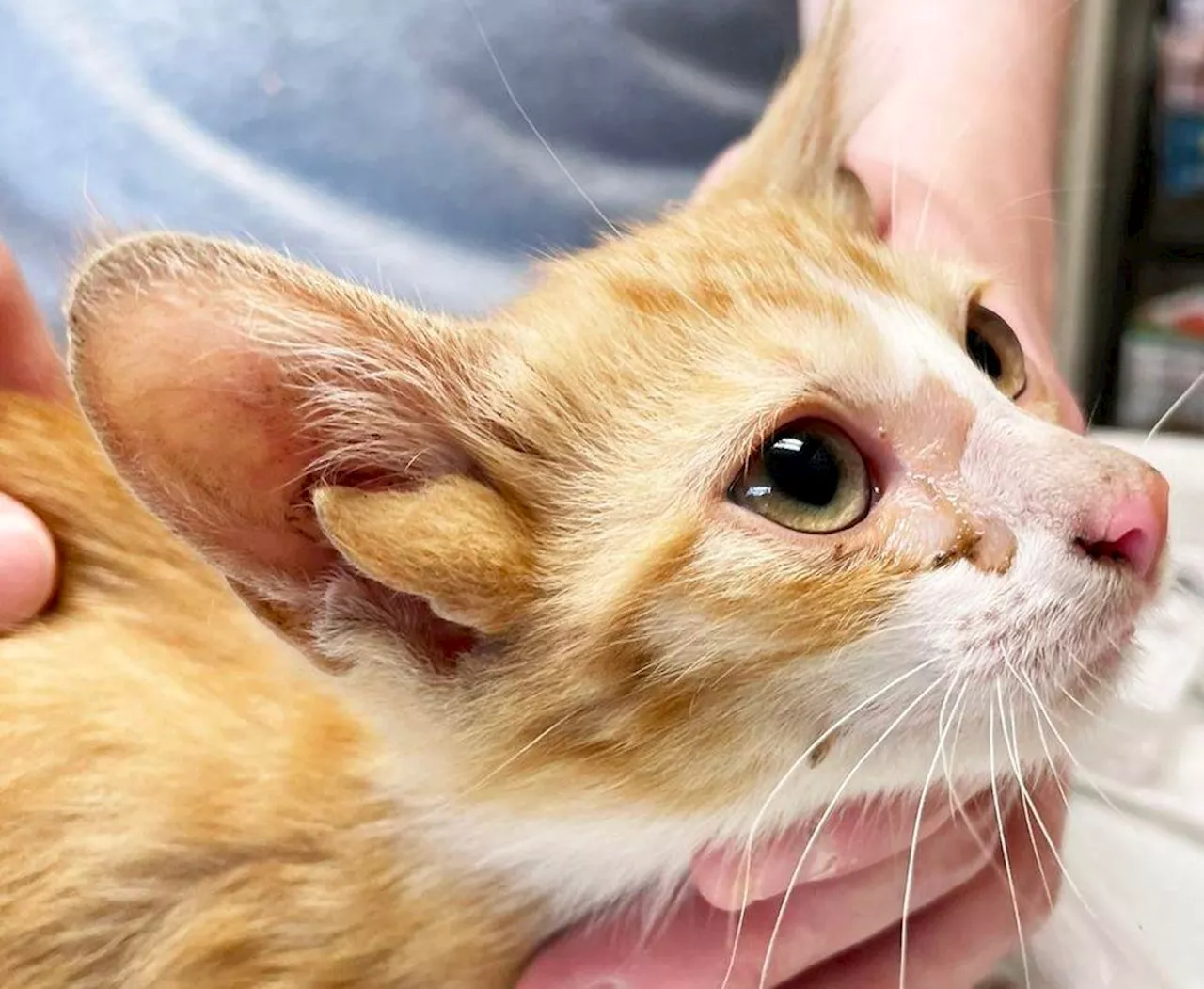 Ultra-Rare Four-Eared Cat Gets New Life Through Rescue