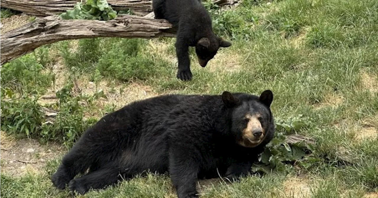 Marineland ordered to pay $85k after 3 bears kept in cramped quarters for months