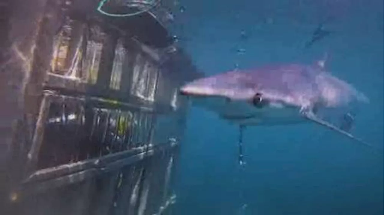 Nova Scotia company offers first-ever shark cage diving experience in Canada