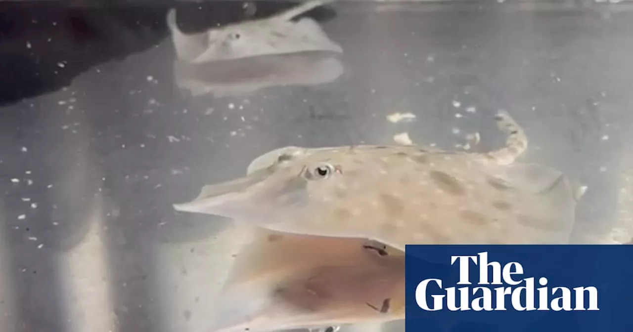 Salmon industry in key Tasmanian location should be cut to save Maugean skate, scientists advise government