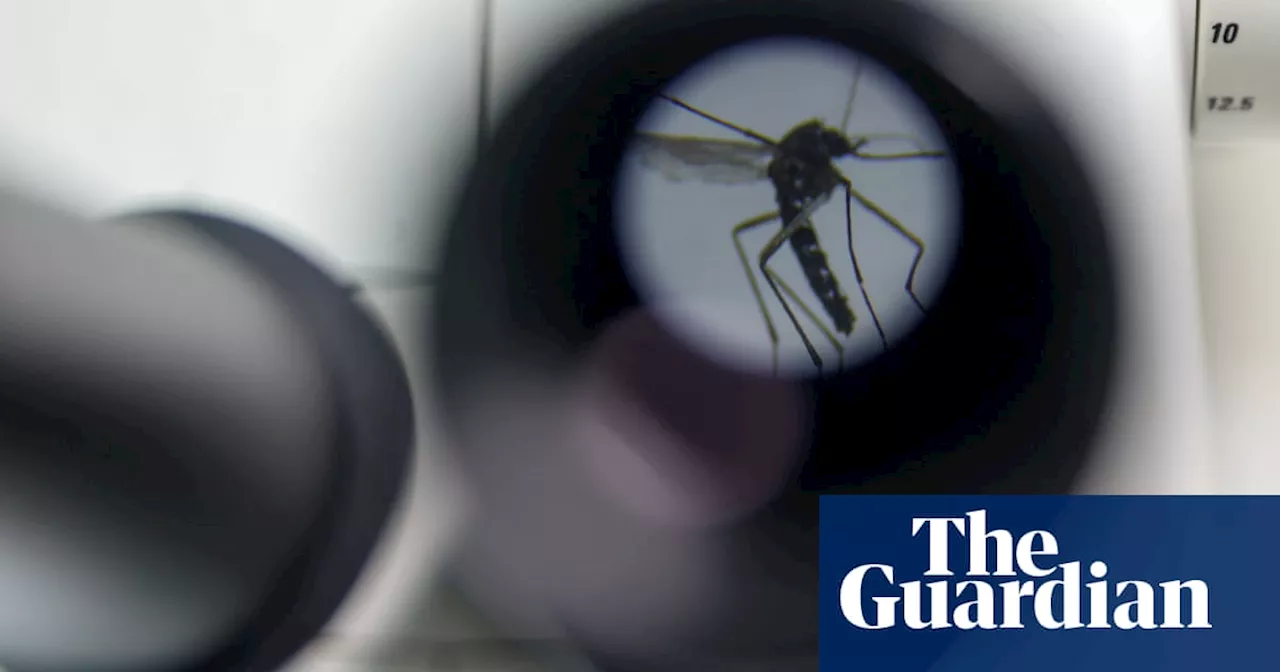 Spanish lab sterilises mosquitoes as climate crisis fuels spread of dengue