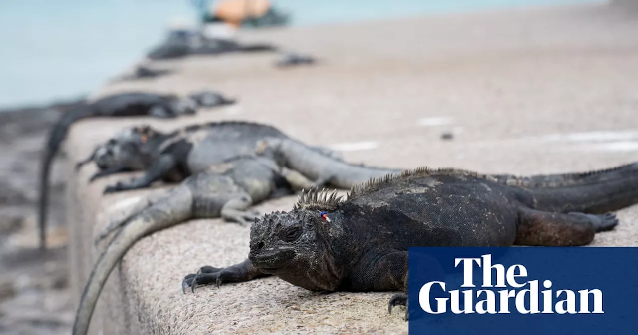 The problem with people: how more tourists and a growing population are taking their toll on the Galápagos islands