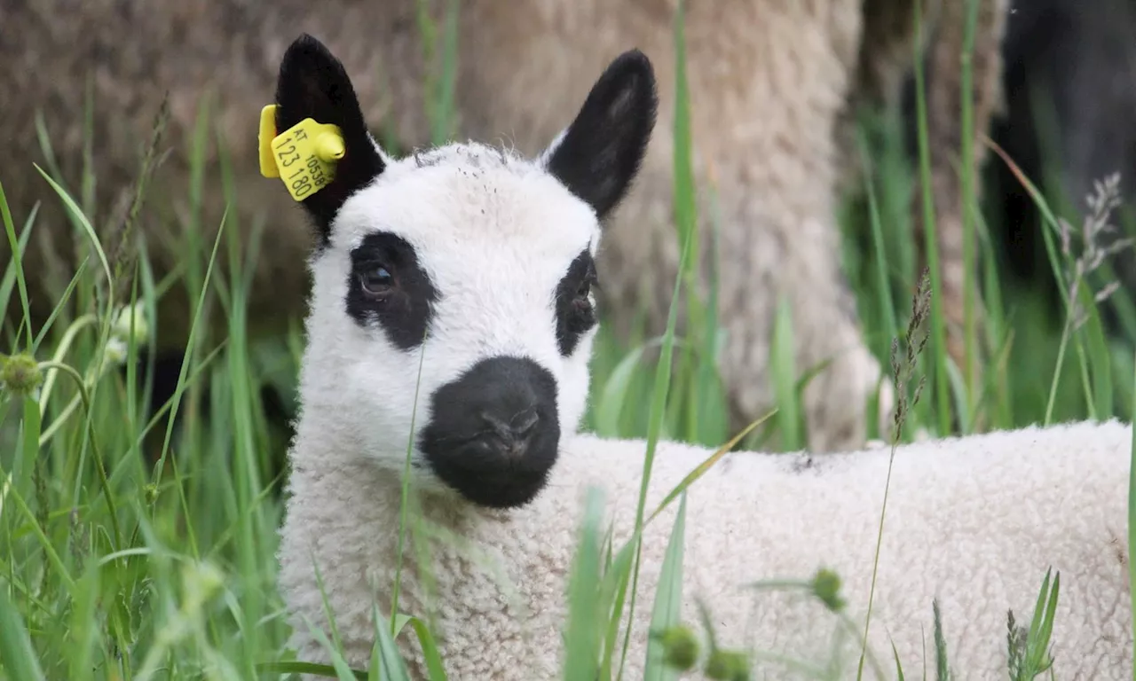  'Flocki': Das süßeste Lamm, seit es Insel-Schafe gibt