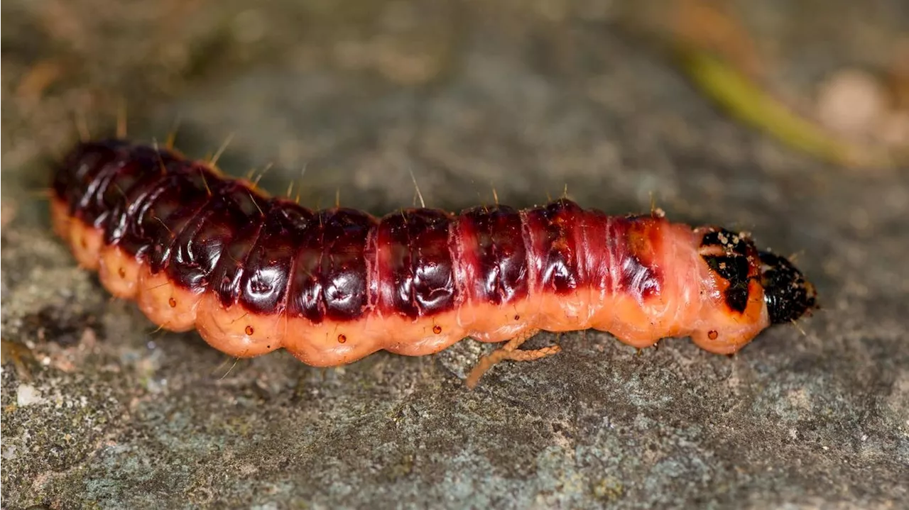  Stinkt es in deinem Garten nach Essig? Dann Vorsicht