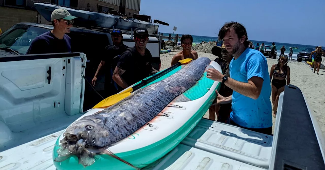 Scientists Curious Why Rarely Seen Deep Sea Fish Showed Up Off California Coast