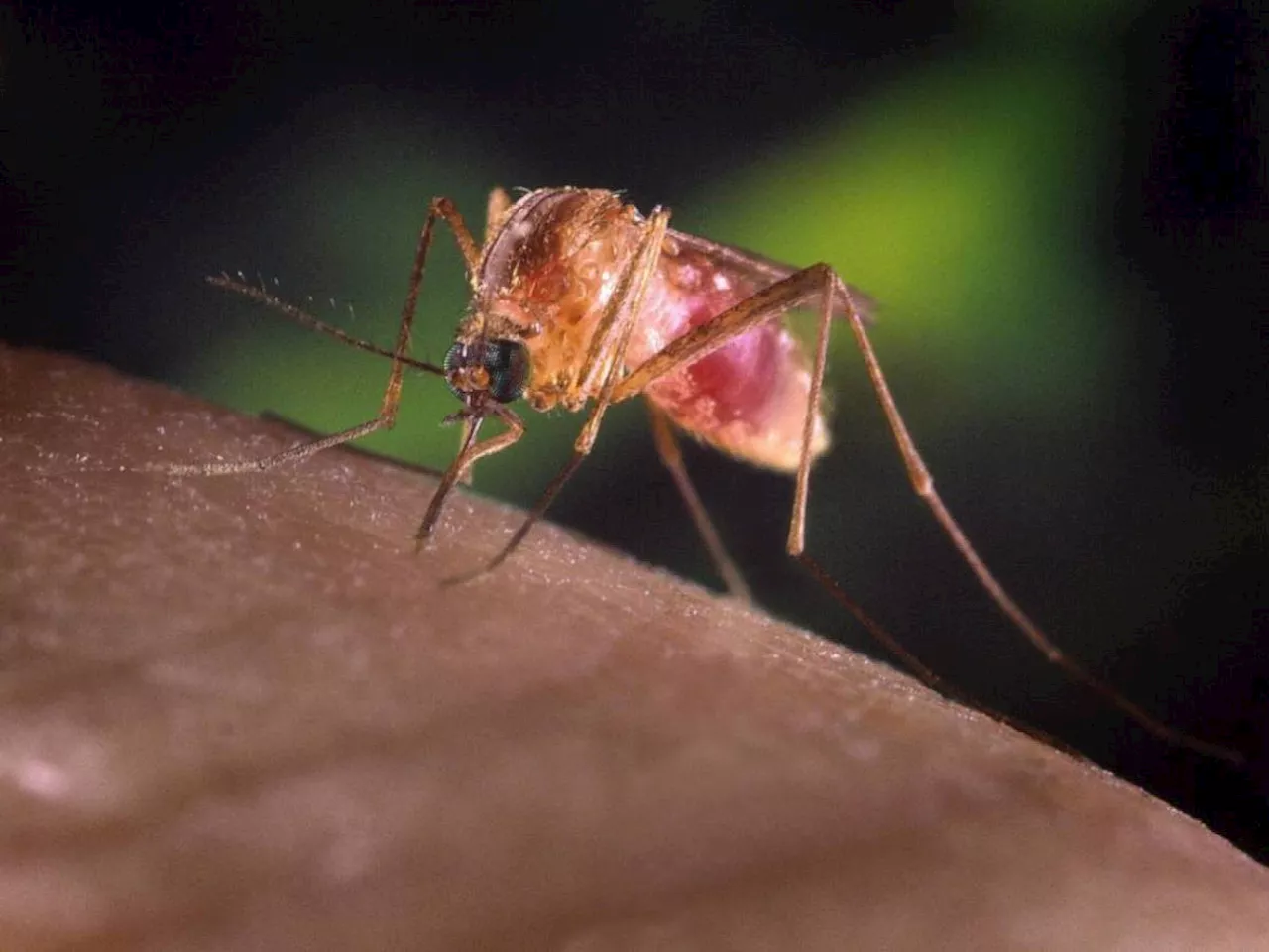 West Nile, casi in aumento: sintomi e cure del nuovo virus dell'estate 2024