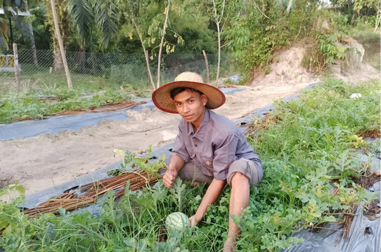 Adaptasi Perubahan Iklim, Pemuda di Rohil Kembangkan Pertanian Lahan Tanpa Bakar