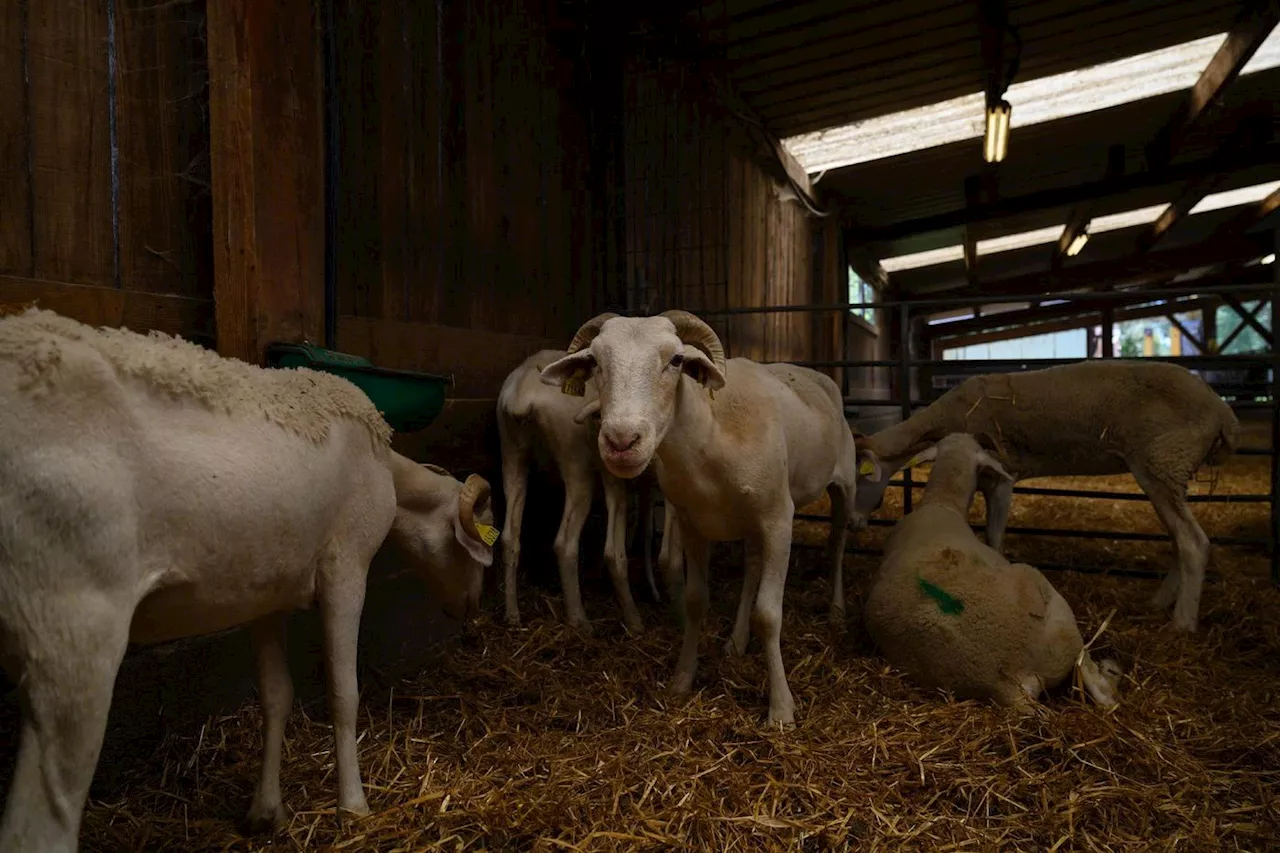 Deux autres foyers de fièvre catarrhale ovine détectés en France