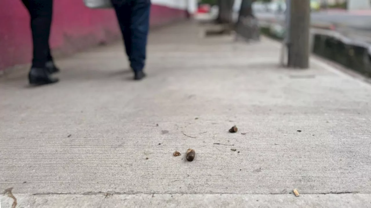 “Las banquetas son una pista de obstáculos”; vecinos de Tacuba sufren con fecalismo