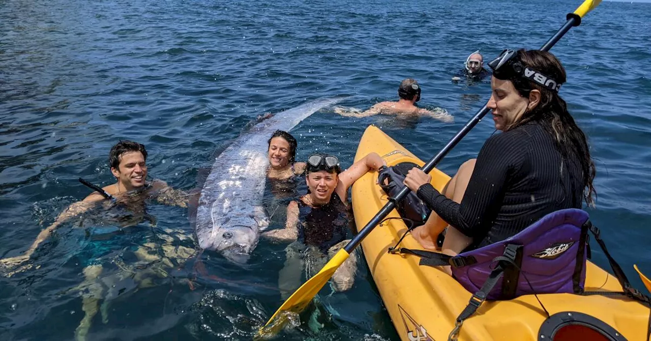 A 12-foot-long harbinger of doom washed ashore in San Diego