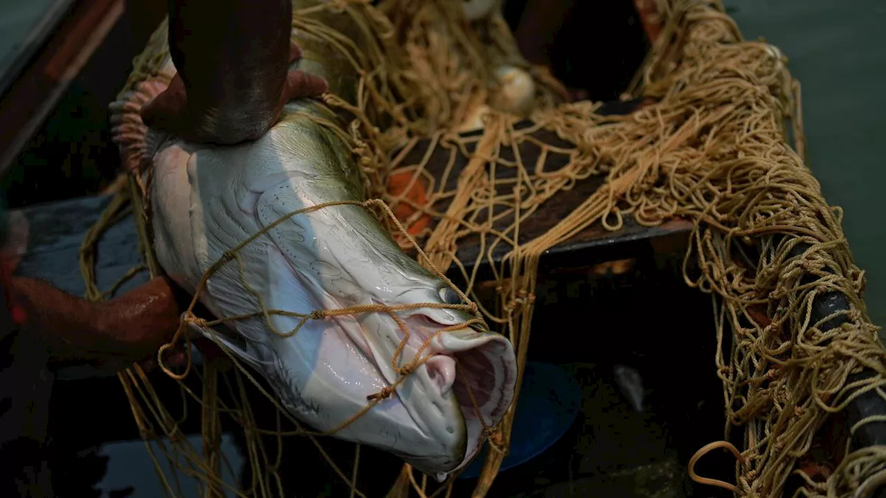 Mahasiswa UNY Gunakan Daun Pepaya untuk Obat Bius Ikan Tawar