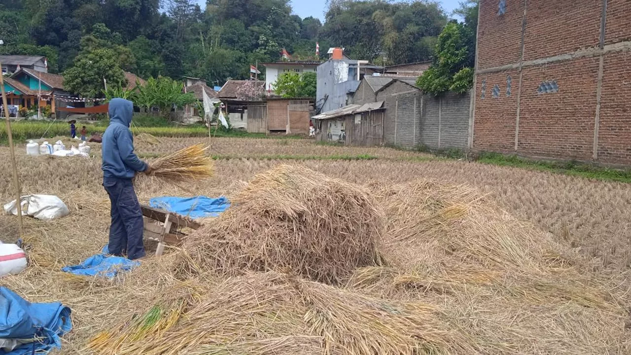 Sawah di Desa Batujajar Bandung Barat Alami Kekeringan, Petani Terancam Gagal Panen