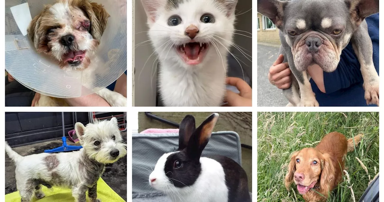 'We hate to ask as times are difficult, but these animals desperately need us'