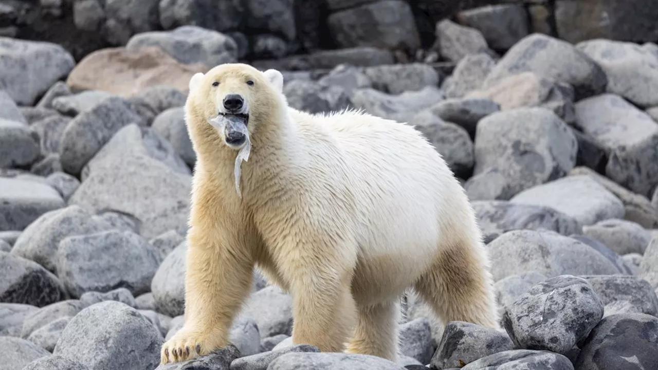 Bleak photo of polar bear with plastic in its jaws in the remote Arctic shows pollution's 'pervasive grip'