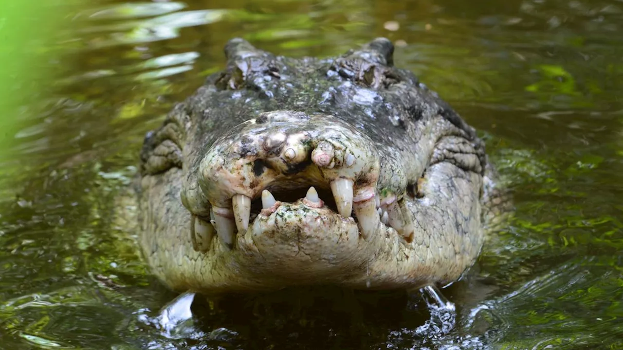 Crocodile 'fingerprints' may reveal Australia's deadly, hidden predators