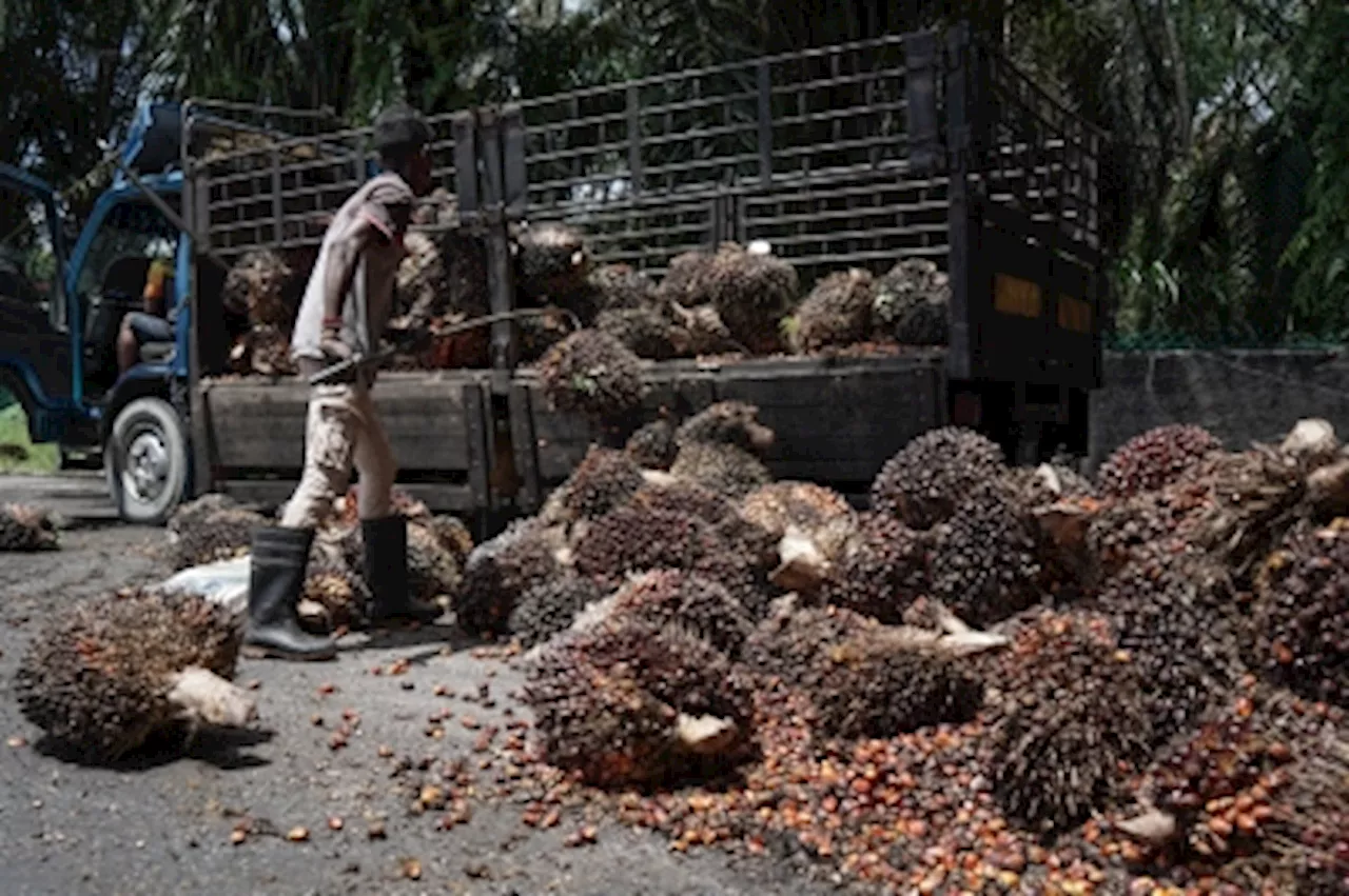 Palm oil: From environmental villain to climate hero — Eng-Seng Chan and Wail Gourich