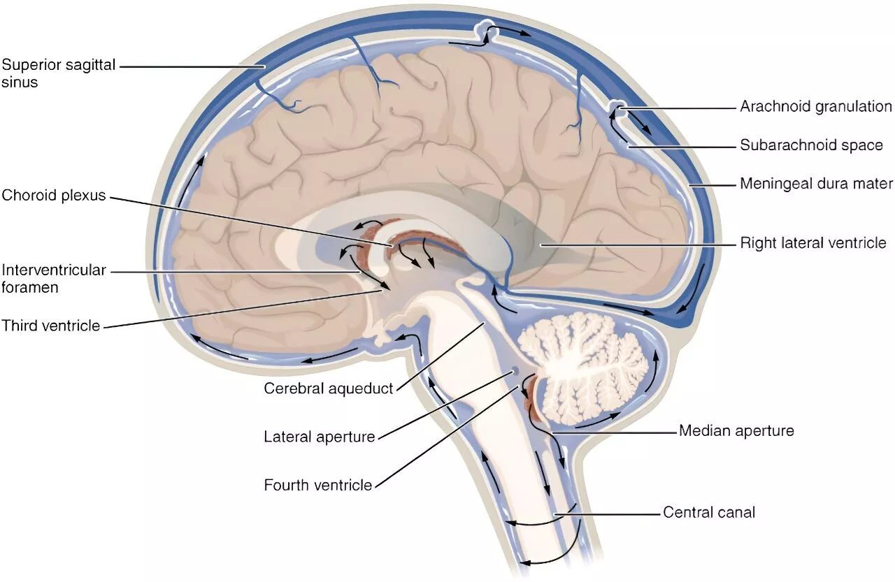 Fluid keeps your brain from crushing itself and shields your spine from shock—what happens when it stops working