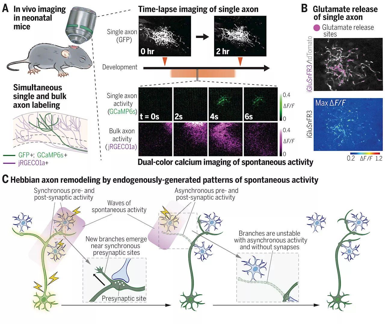New study uncovers how brain cells form precise circuits before experience is able to shape wiring