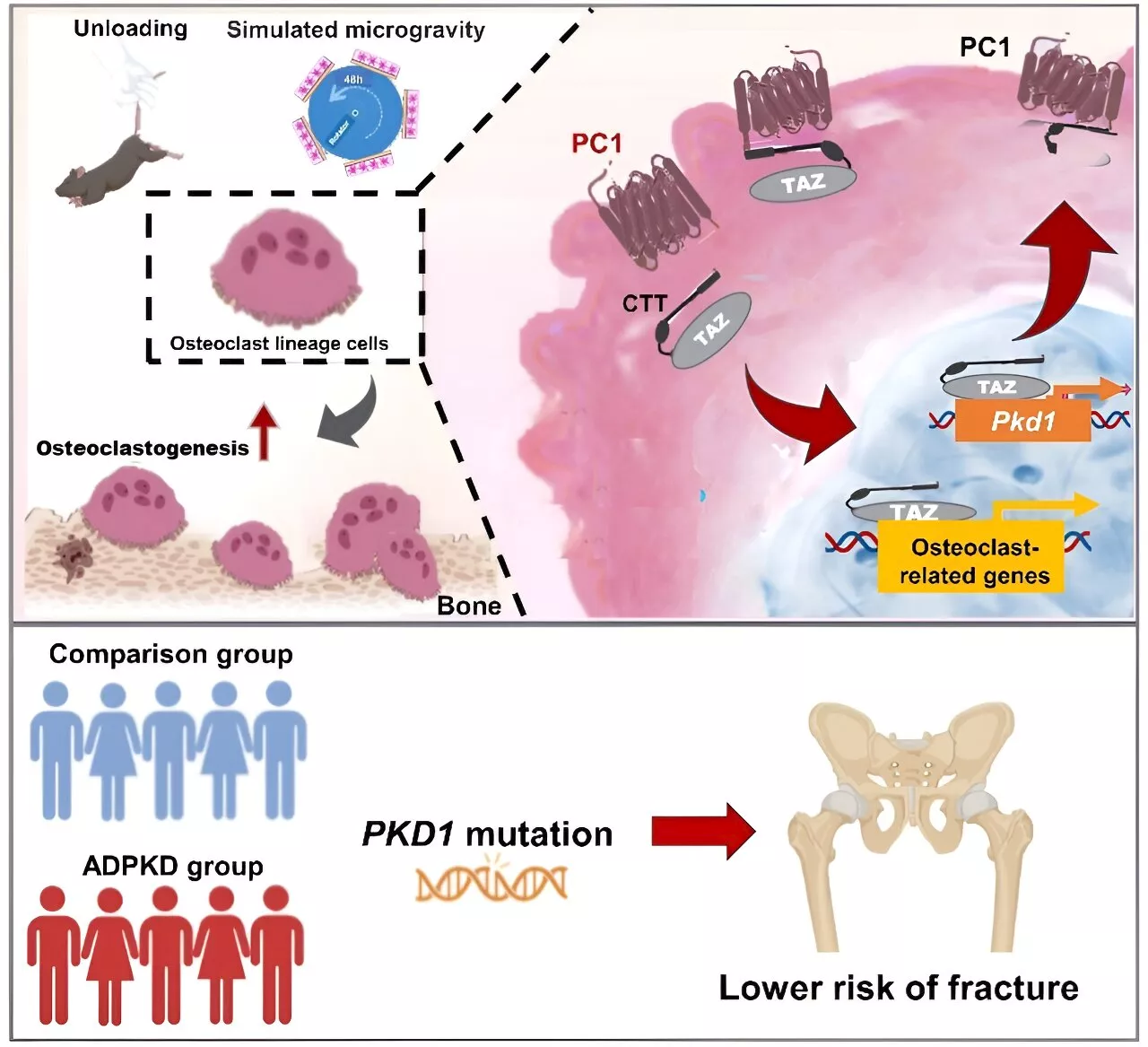 Researchers reveal a novel mechanism of mechanical regulation of bone homeostasis