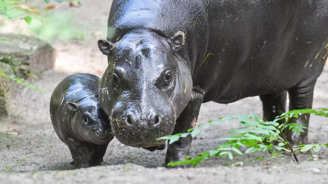 So verlief der erste Ausflug von Hippo-Mädchen Toni