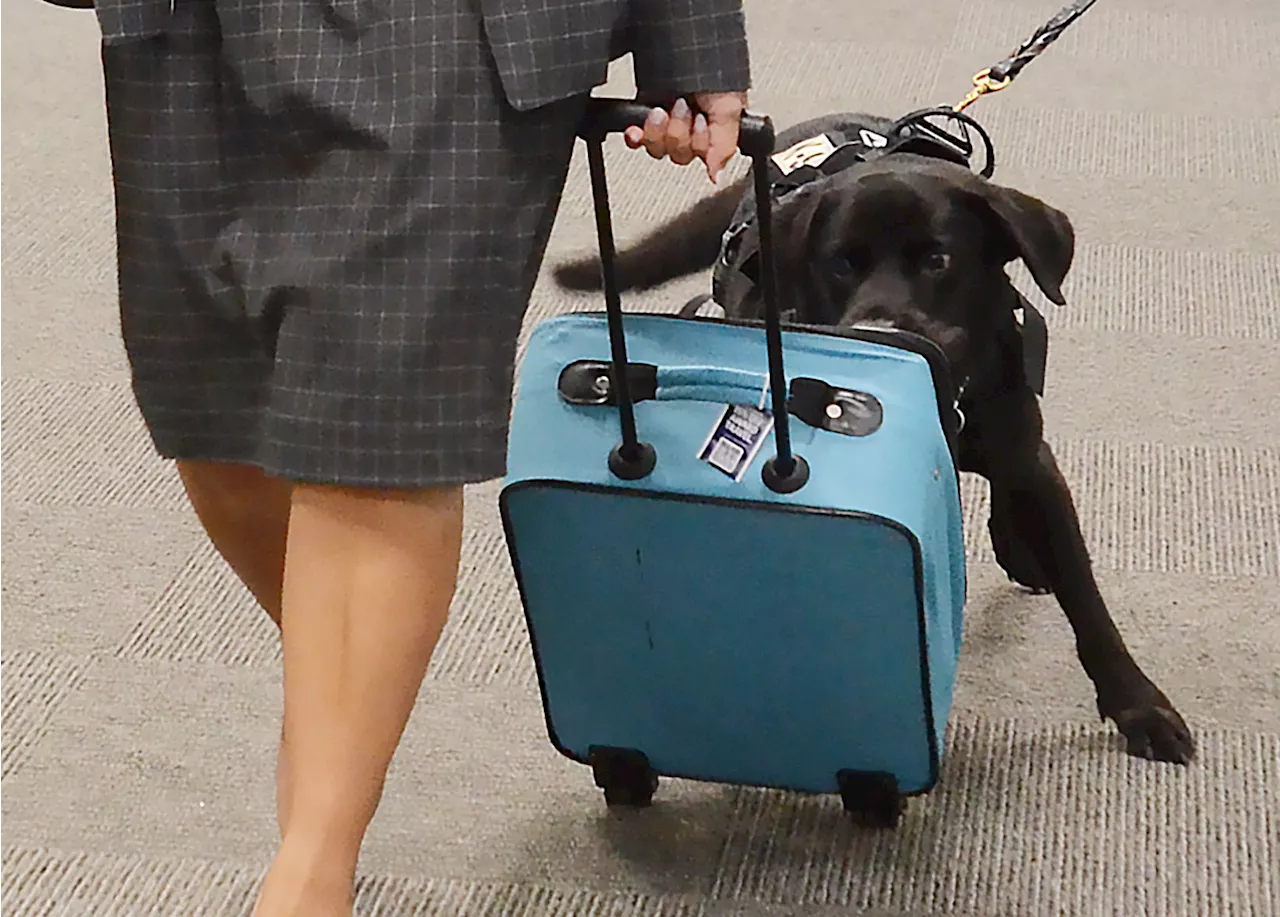 K9 bomb sniffers newest security additions at Jackson-Wiley Evers International Airport