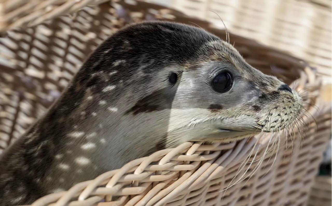 Seehundstation Norddeich wildert erste Heuler der Saison aus