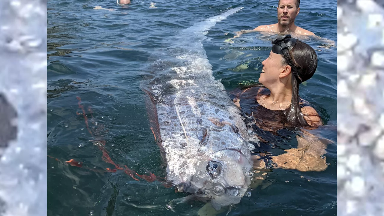 Rare ‘doomsday fish' surprises snorkelers off California coast