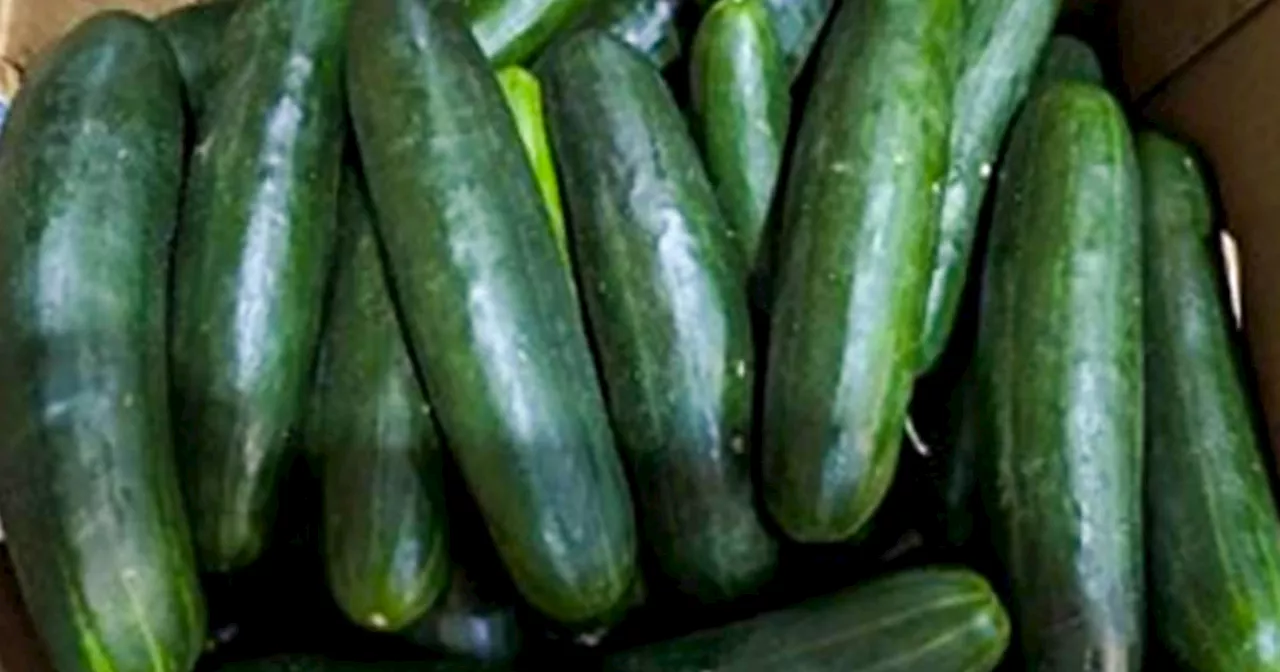 CDC links recalled cucumbers to at least 449 illnesses — but says affected products are no longer in stores