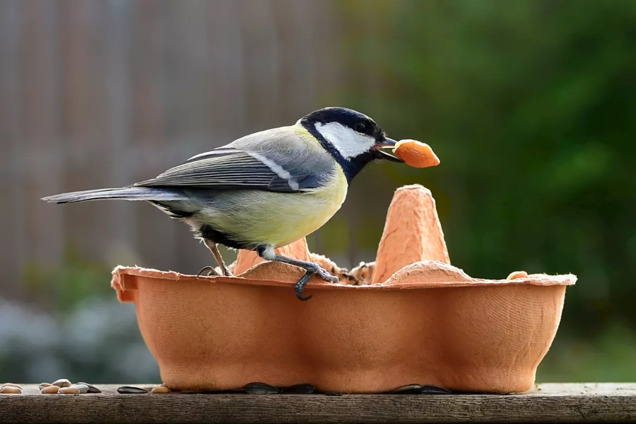 Say bye-bye to fruit-pecking birds thanks to aluminium foil technique