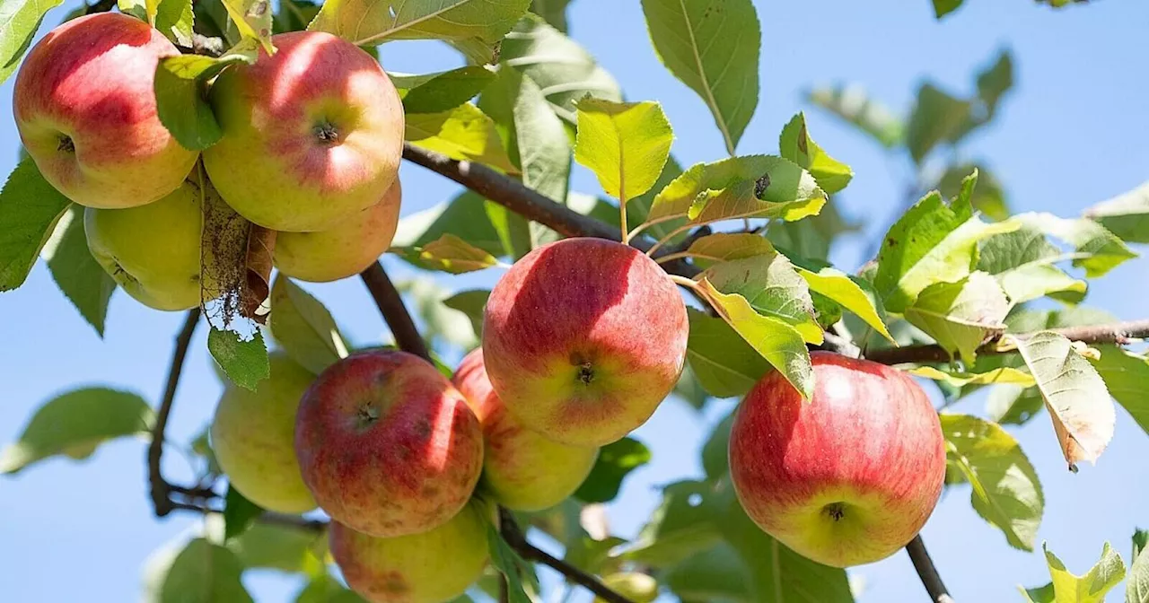 Geringe Apfelernte treibt Preise für Lebensmittel