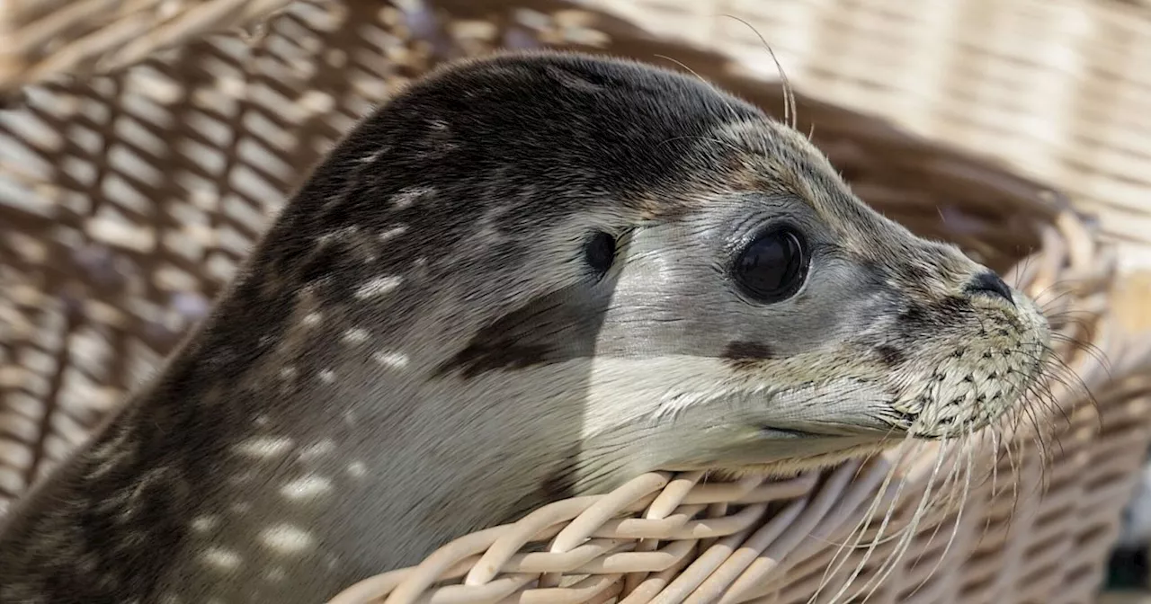 Seehundstation Norddeich wildert erste Heuler der Saison aus