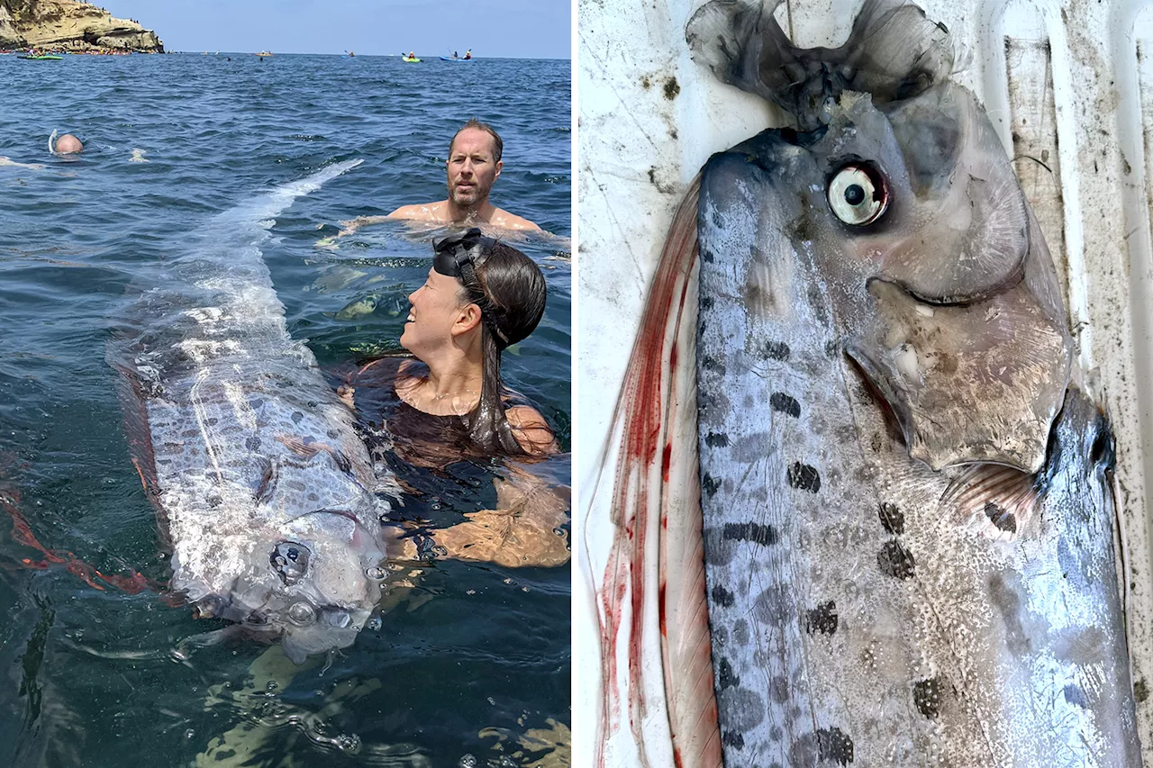 'Harbinger of doom' oarfish found floating off California coast two days before earthquake struck