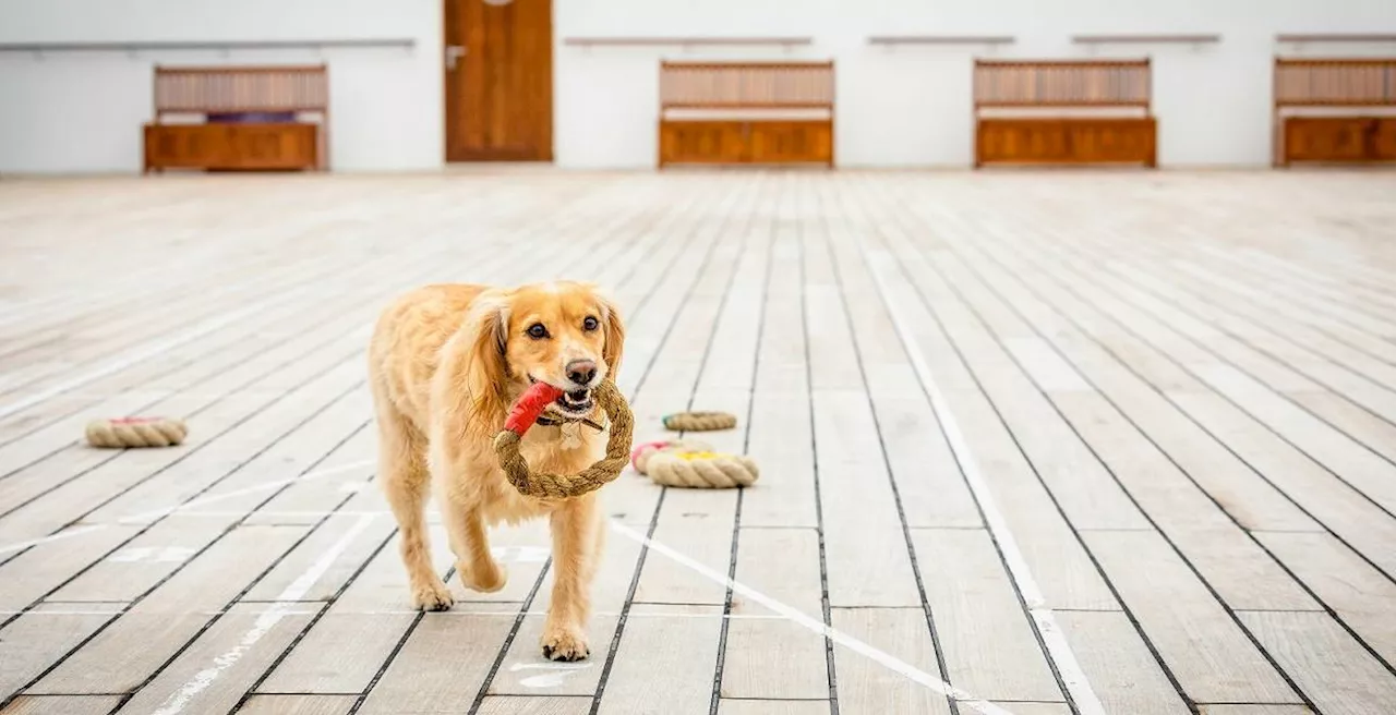 Eine Kreuzfahrt mit Hund planen