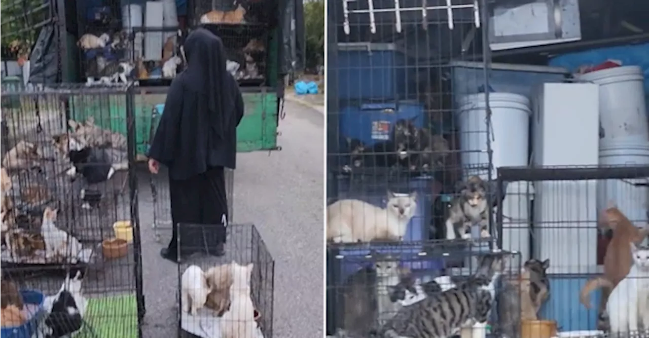 Dedicated Cat Lady Hires Lorry To Transport Her Big Feline Family From Ipoh To Kedah